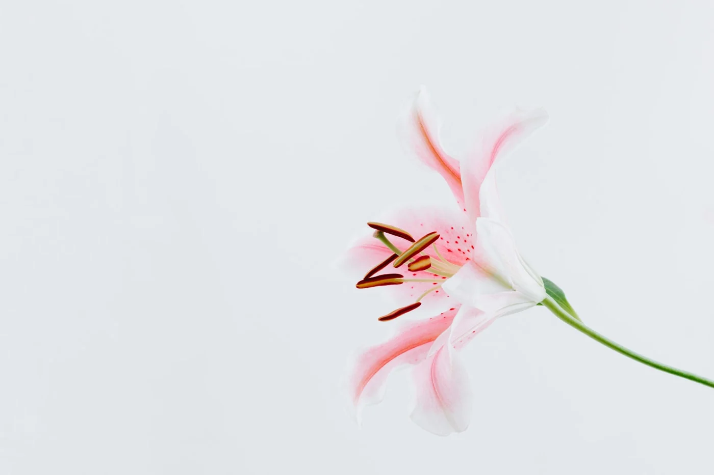 Weisse Lilien – Symbol für Fürsorge und Reinheit